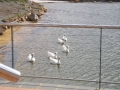img_1212053963_863